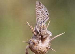 Mavi Zebra (Leptotes pirithous)