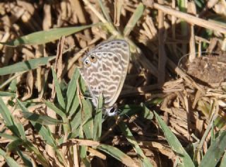 Mavi Zebra (Leptotes pirithous)