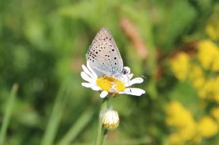 Ate Bakr Gzeli (Lycaena candens)