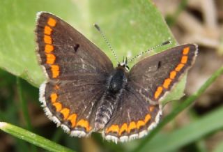 okgzl Esmer (Aricia agestis)