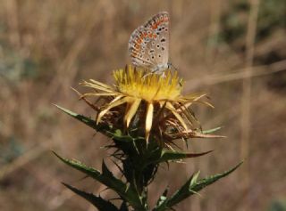 okgzl Mavi (Polyommatus icarus)