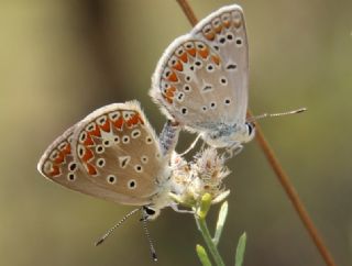 okgzl Mavi (Polyommatus icarus)