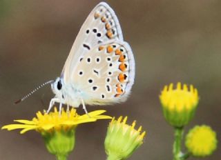 okgzl Mavi (Polyommatus icarus)