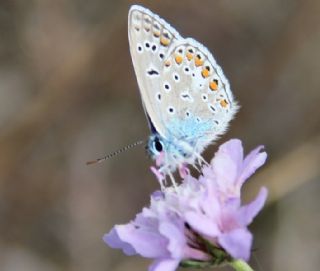 okgzl Mavi (Polyommatus icarus)