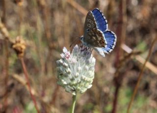 okgzl Gk Mavisi (Polyommatus bellargus)