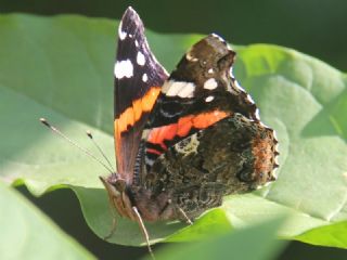 Atalanta (Vanessa atalanta)