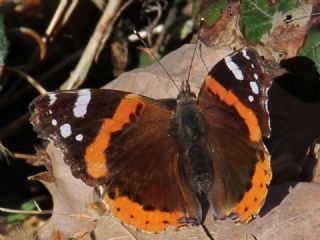 Atalanta (Vanessa atalanta)