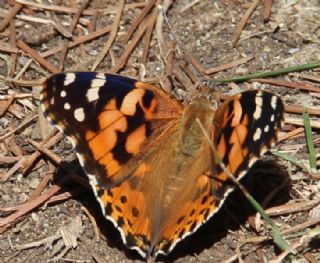 Diken Kelebei (Vanessa cardui)