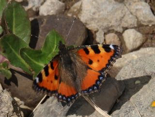 Aglais (Aglais urticae)