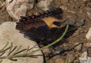 Aglais (Aglais urticae)