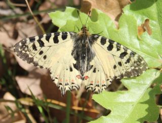 Orman Fistosu (Allancastria  cerisyi)