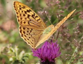 Bahadr (Argynnis pandora)