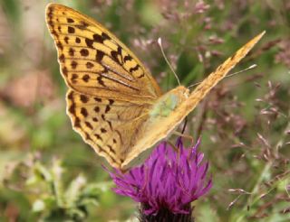 Bahadr (Argynnis pandora)