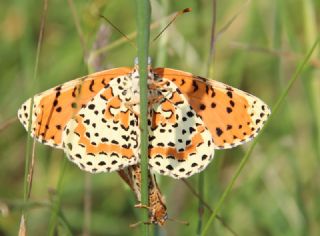 Benekli parhan (Melitaea didyma)