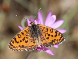 Benekli parhan (Melitaea didyma)
