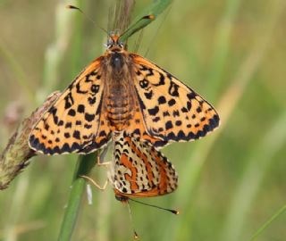 Benekli parhan (Melitaea didyma)