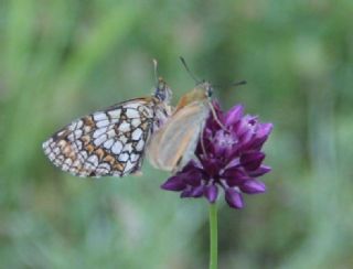 Amannisa (Melitaea athalia)