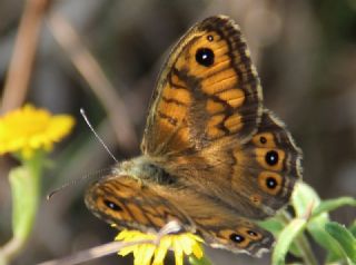Kk Esmerboncuk (Lasiommata megera)