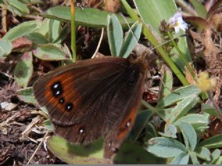 Mecnun Gzelesmeri (Erebia melancholica)