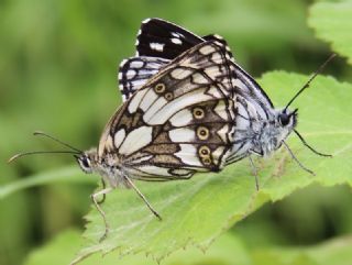 Orman Melikesi (Melanargia galathea)