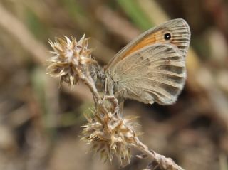 Kk Zpzp Perisi (Coenonympha pamphilus)