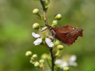 itlembik Kelebei (Libythea celtis)