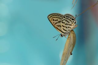 Balkan Kaplan (Tarucus balkanicus)