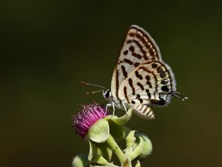 Balkan Kaplan (Tarucus balkanicus)