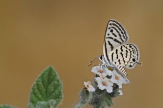 Balkan Kaplan (Tarucus balkanicus)