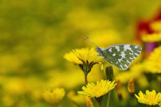 Yeni Beneklimelek (Pontia edusa)