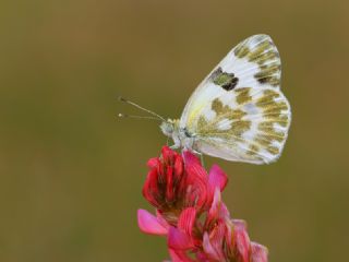 Yeni Beneklimelek (Pontia edusa)