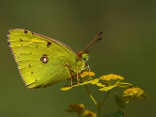 Sar Azamet (Colias croceus)