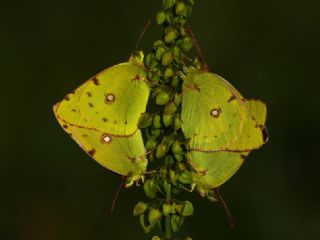 Sar Azamet (Colias croceus)