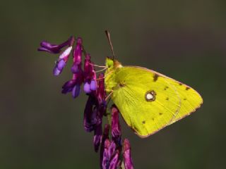 Sar Azamet (Colias croceus)