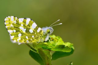 Da Oykls (Euchloe ausonia)