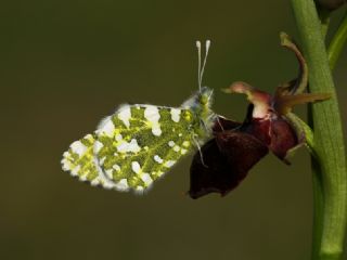 Da Oykls (Euchloe ausonia)