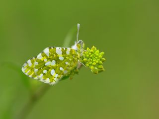 Da Oykls (Euchloe ausonia)