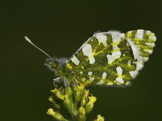 Da Oykls (Euchloe ausonia)