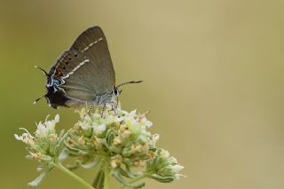 Gzel Sevbeni (Satyrium spini)