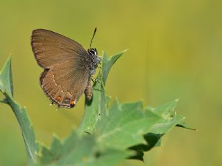 Byk Sevbeni (Satyrium ilicis)