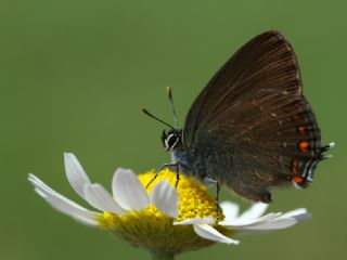 Byk Sevbeni (Satyrium ilicis)