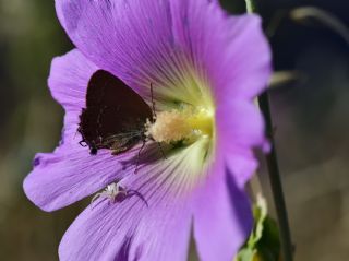 Mavi Benekli Sevbeni&nbsp;(Satyrium&nbsp;zabni)