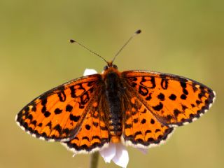 Gzel parhan (Melitaea trivia)
