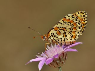 Gzel parhan (Melitaea trivia)