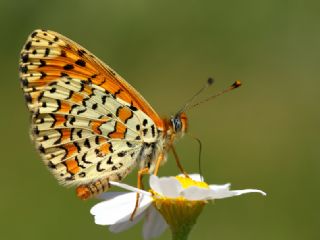 Gzel parhan (Melitaea trivia)