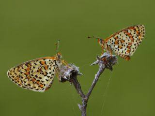 Gzel parhan (Melitaea trivia)