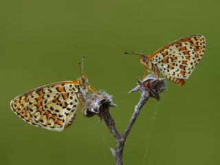 Gzel parhan (Melitaea syriaca)