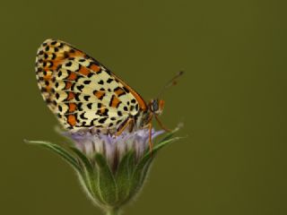 Gzel parhan (Melitaea trivia)