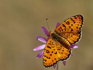 Gzel parhan (Melitaea trivia)