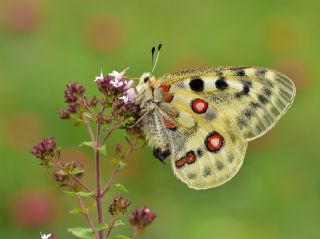 Apollo (Parnassius apollo)